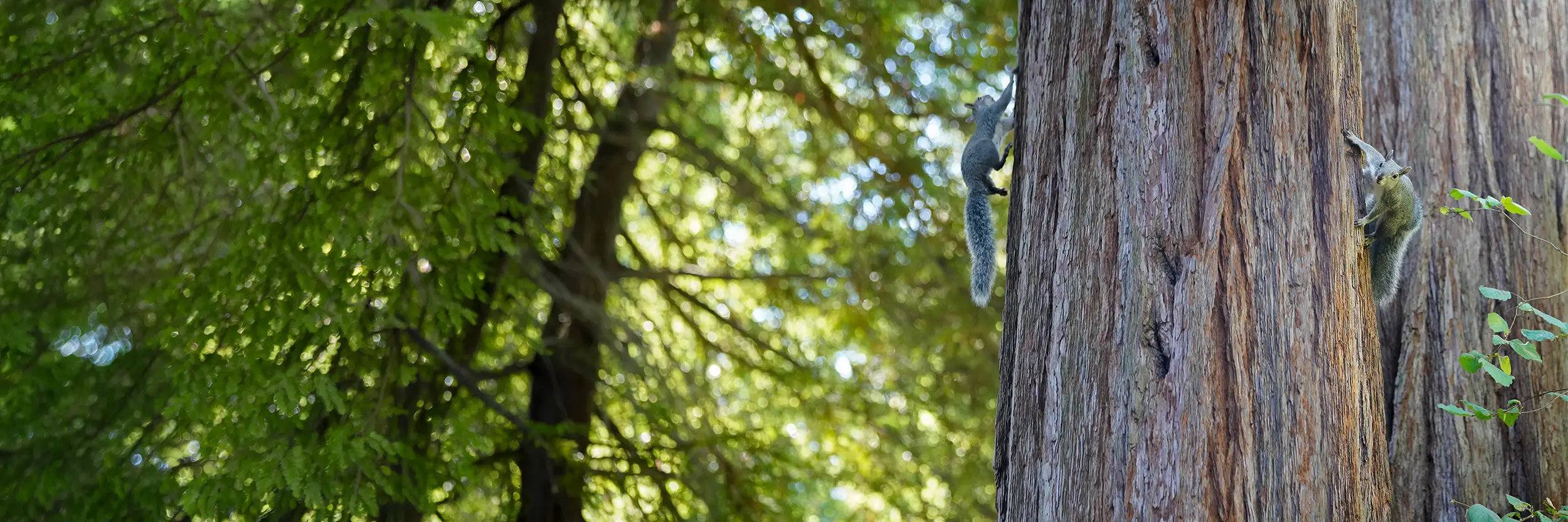 Two Western Gray Squirrels climbing the trunk of a redwood