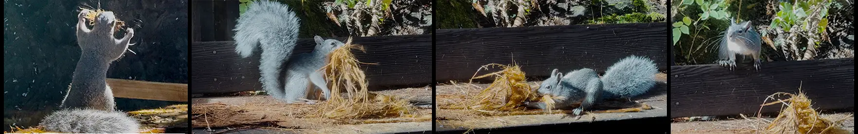 Frames of a Western Gray Squirrel wrestling a strip of redwood bark on a deck rail
