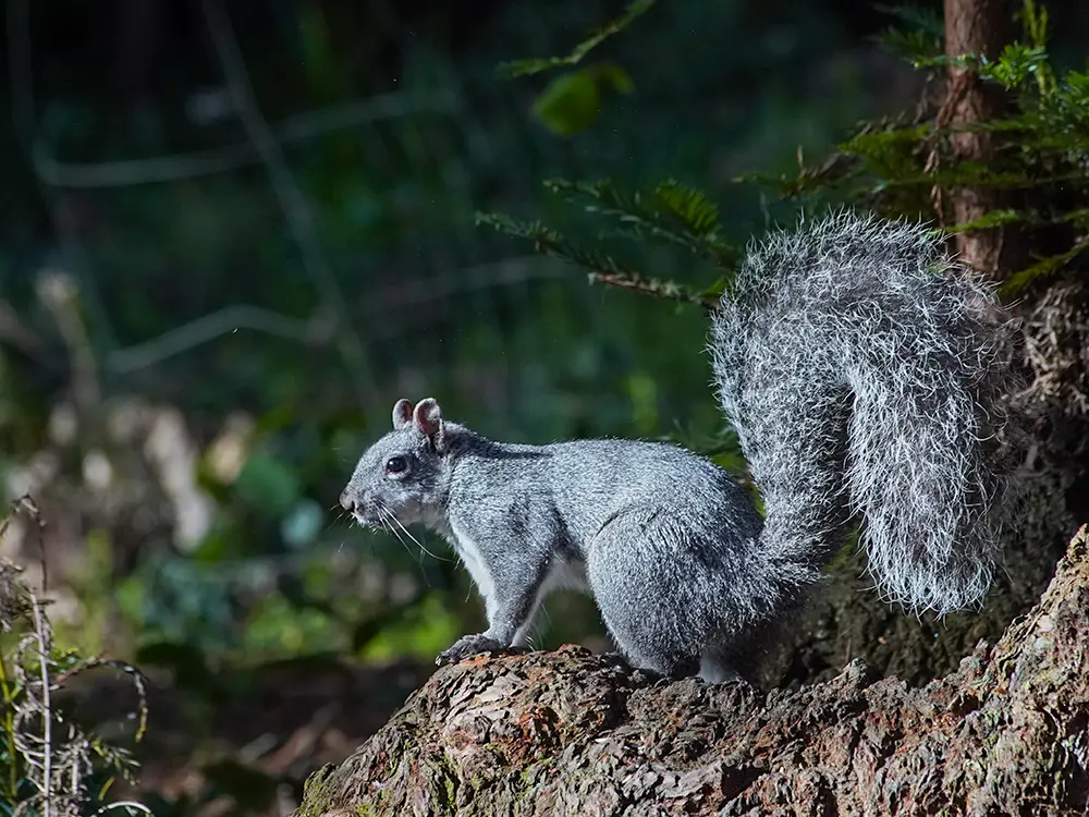 A Western Gray Squirrel in side view on a redwood log, tail raised over its back