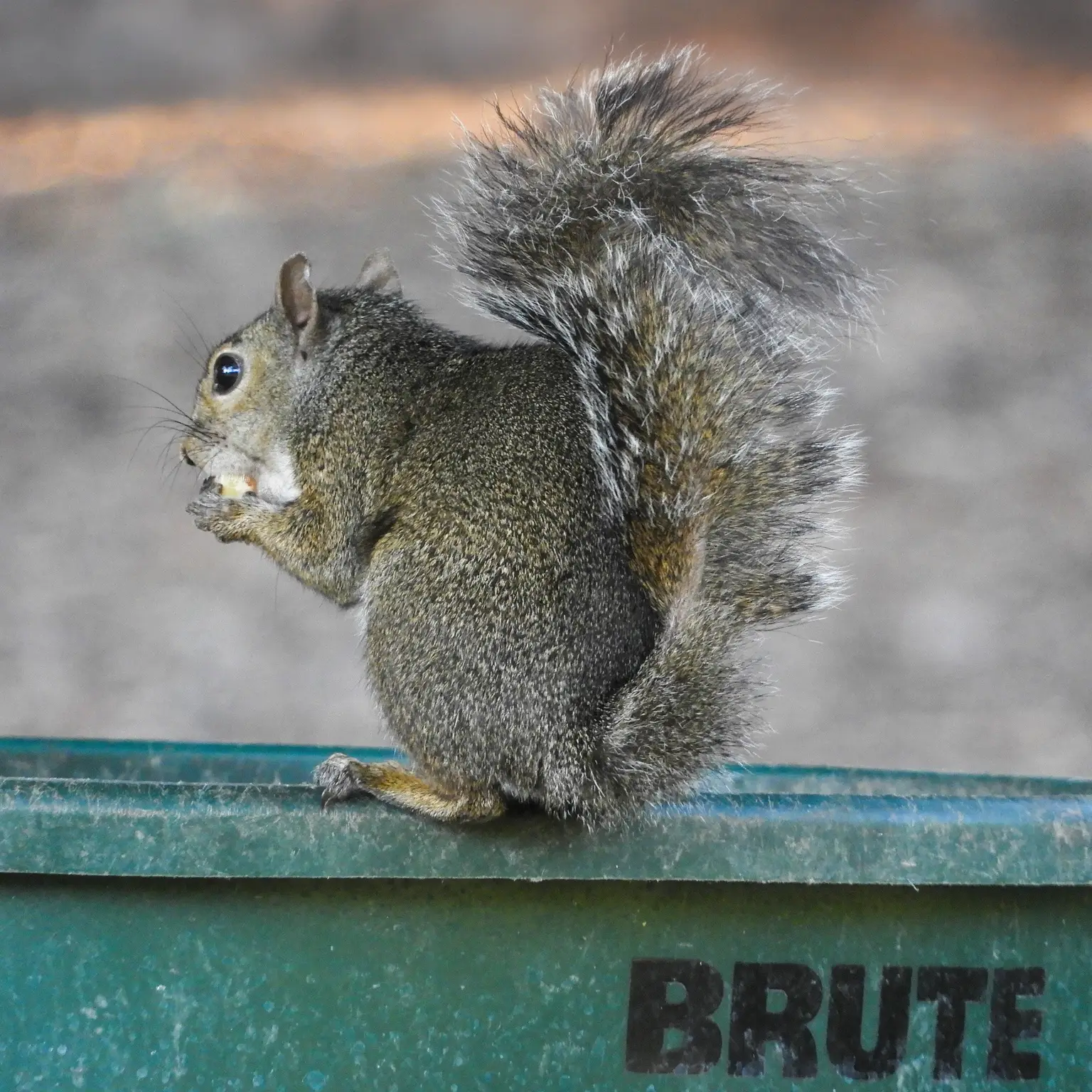 An Eastern Gray Squirrel sitting on the rim of a garbage bin, eating
