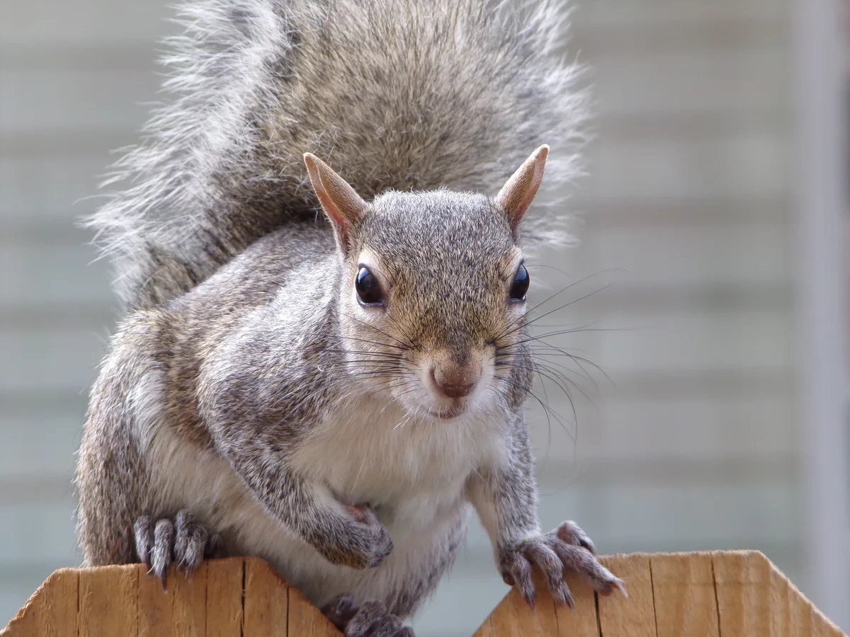 An Eastern Gray Squirrel looking down from a wooden fence