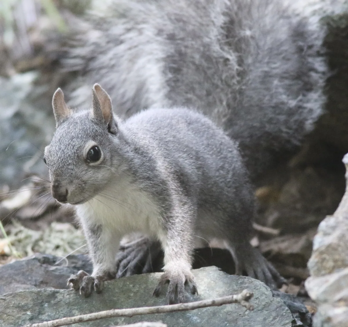 A Western Gray Squirrel close-up on head