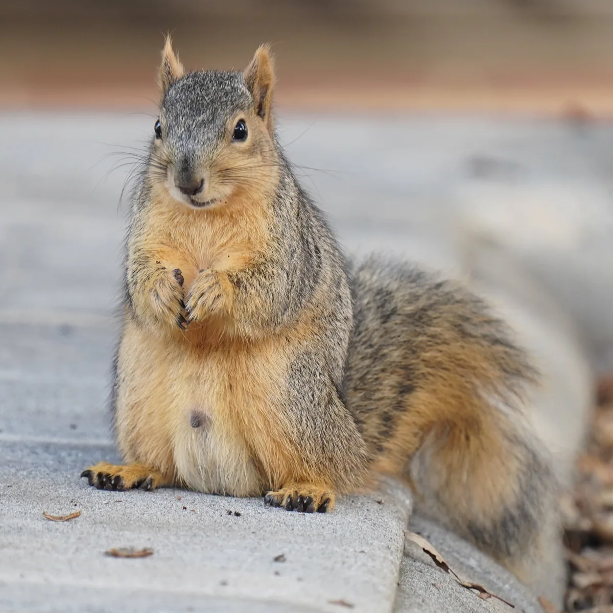 A Fox Squirrel standing upright