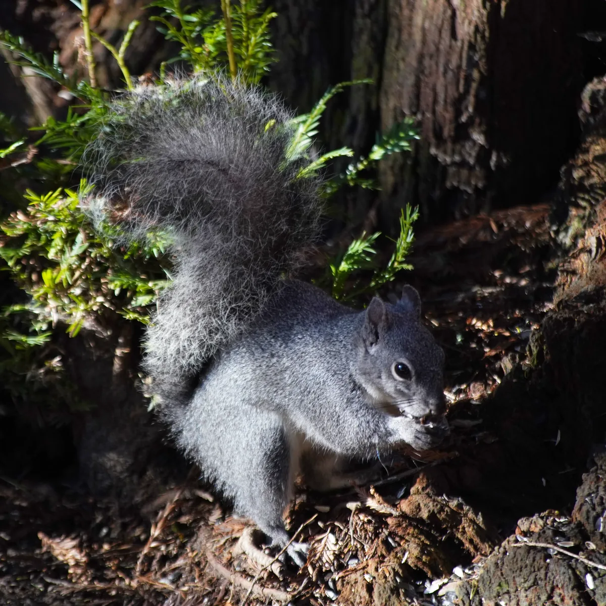 A Western Gray Squirrel on a redwood log in the forest, tail raised