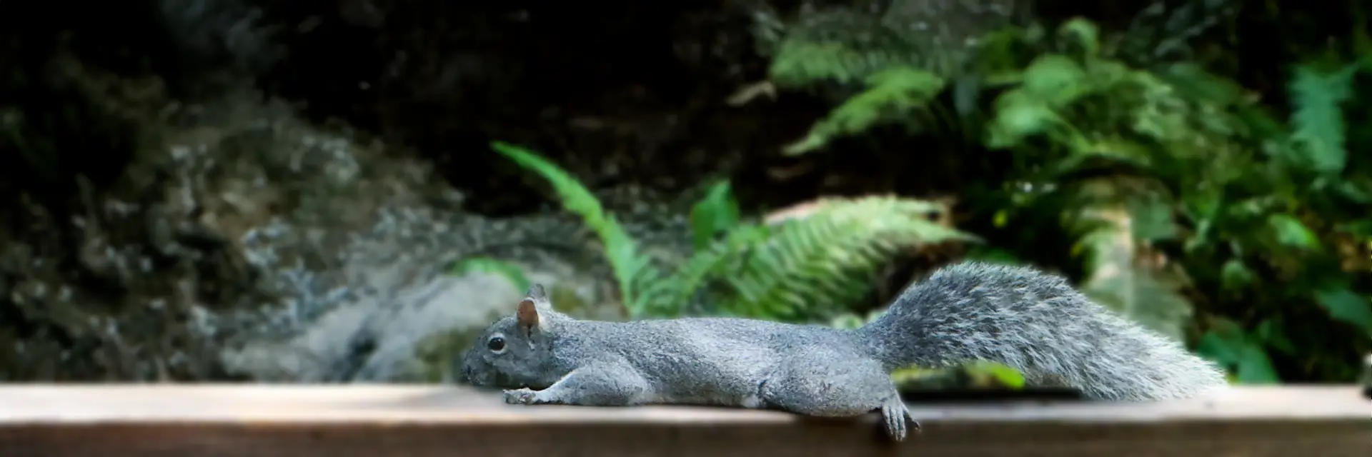 Western Gray Squirrel