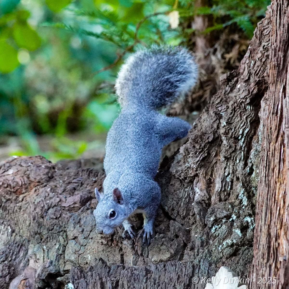 Western gray on redwood trunk