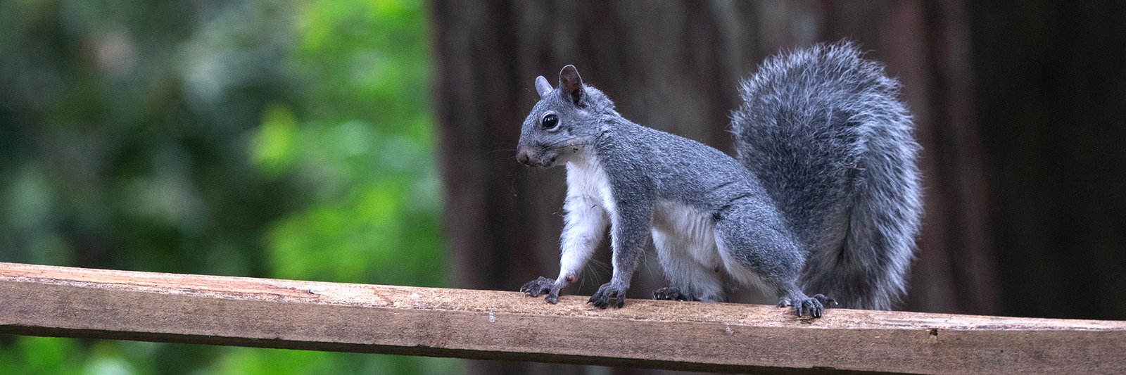 Western gray youth on wood ramp