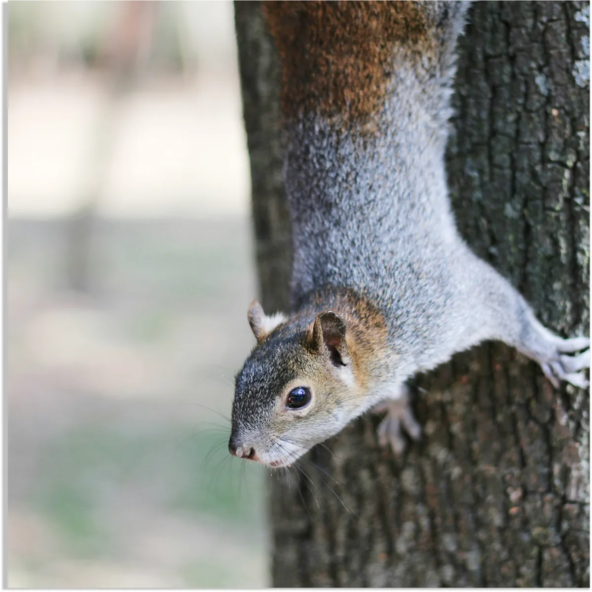 Eastern Gray Squirrel perching, showing its shorter, more rounded tail