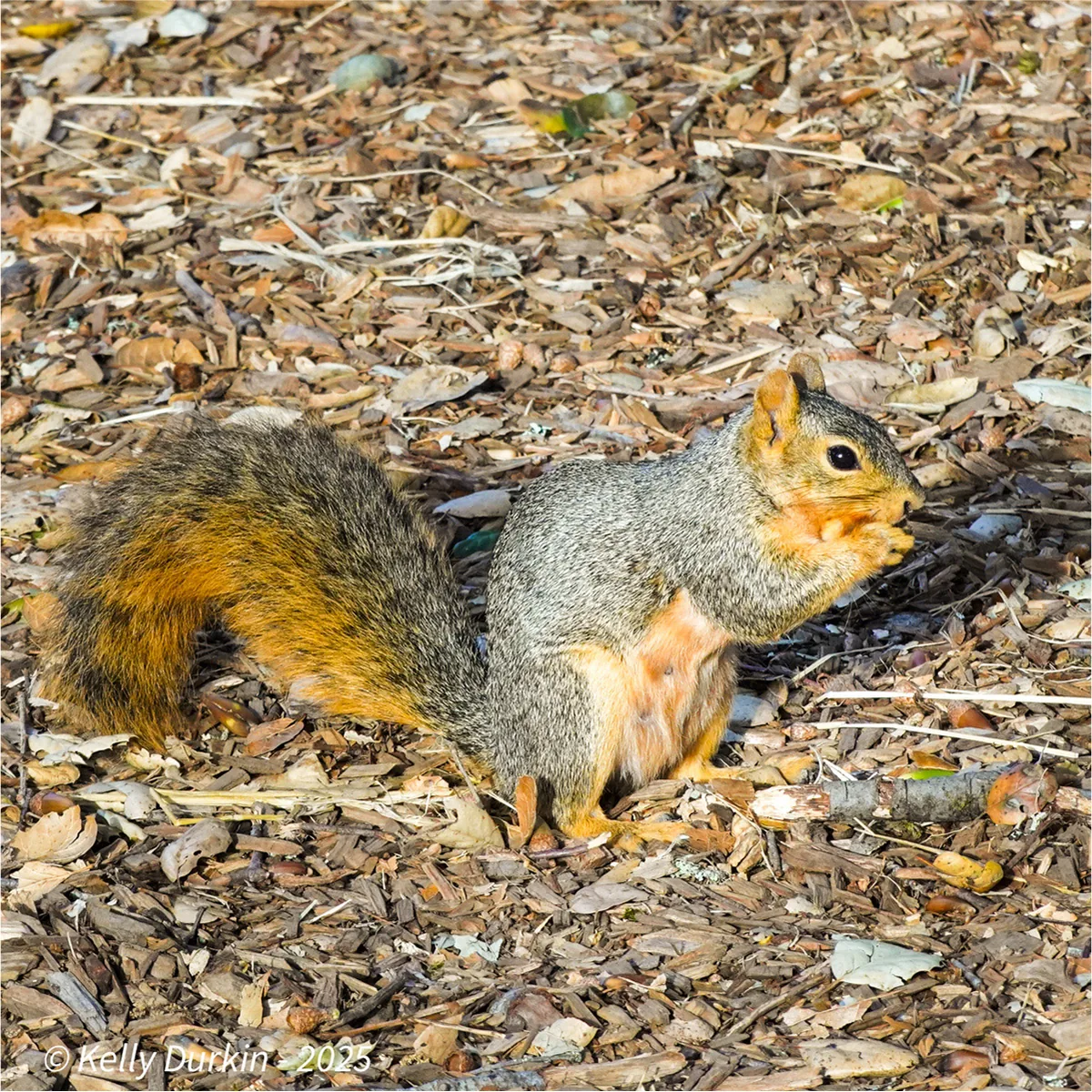 Fox Squirrel tail — broadly rusty orange with dark banding