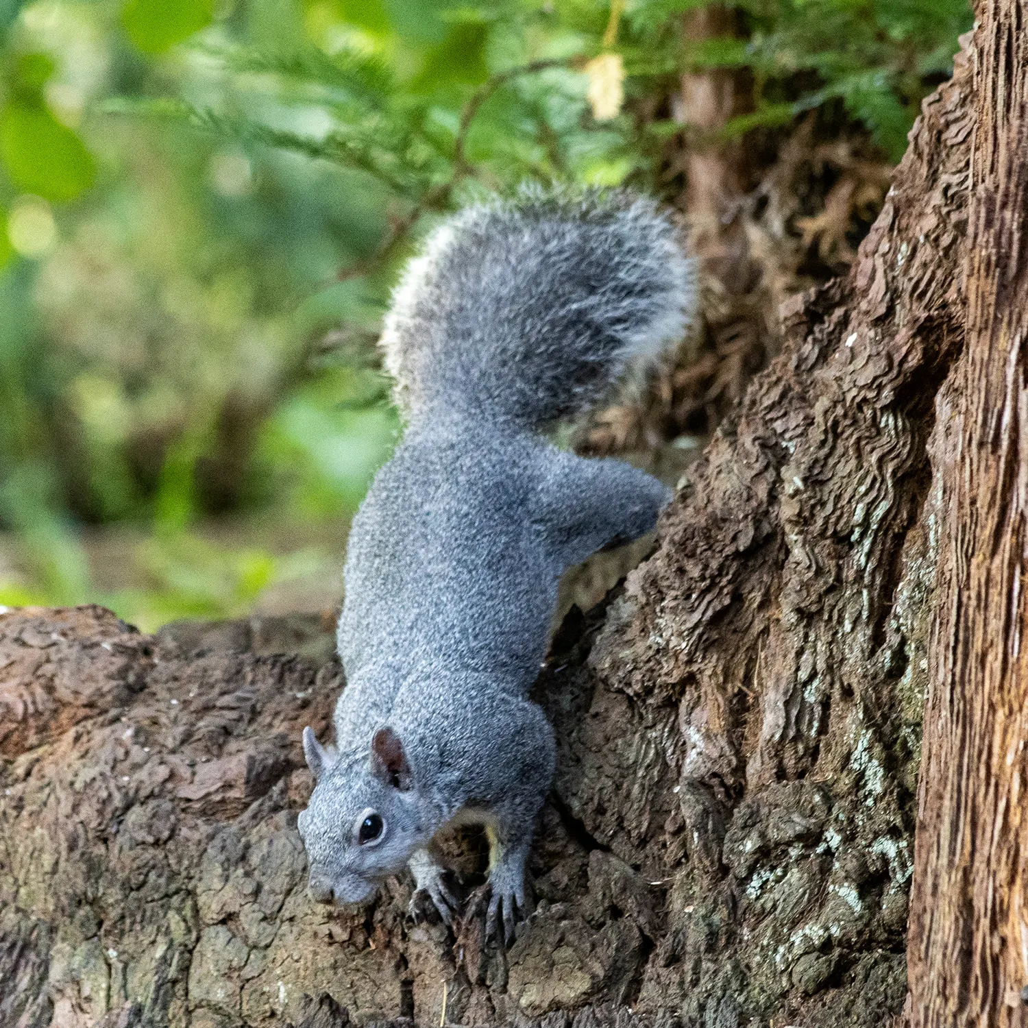 Western Gray Squirrel on redwood bark