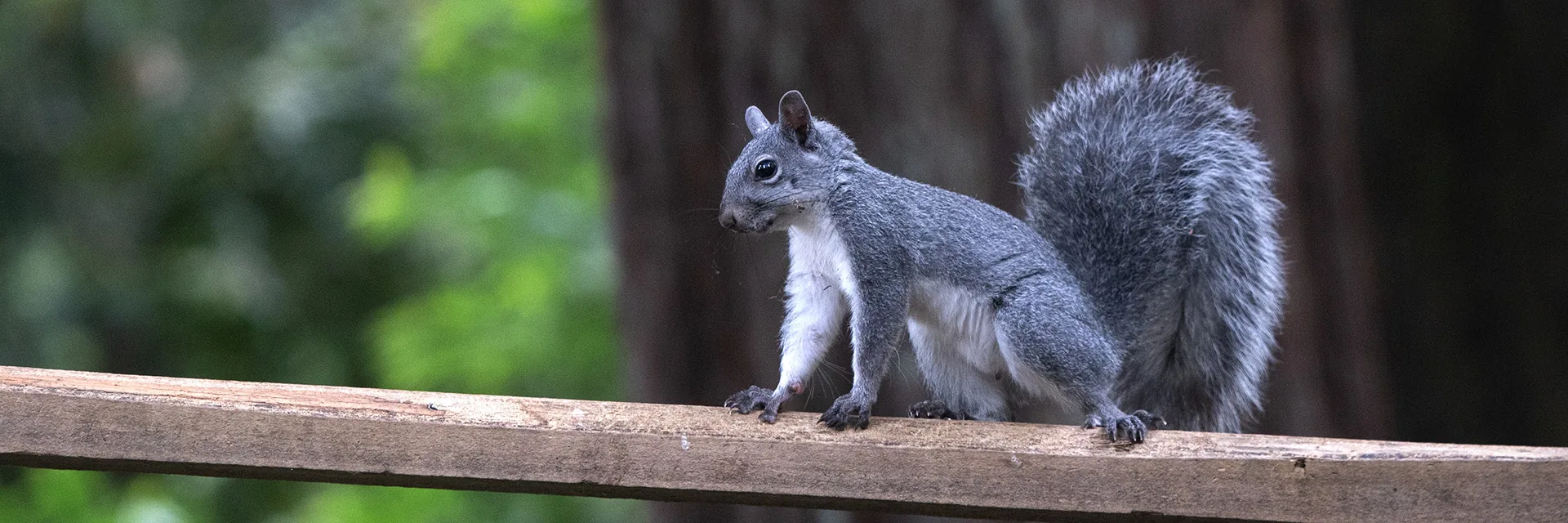 Western Gray Squirrel on a wooden ramp, showing its full silver-gray coat and feathery tail