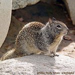 ground squirrel